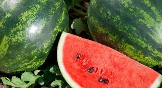vandmeloner