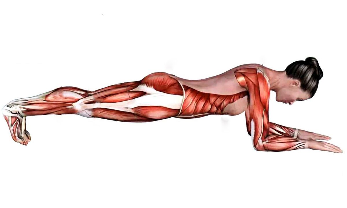 hvilke muskler arbejder når planke